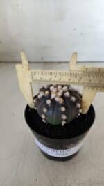 ASTROPHYTUM ASTERIAS “Purple”  Nº 820 – vaso 09