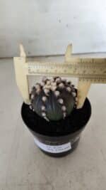 ASTROPHYTUM ASTERIAS “Purple”  Nº 820 – vaso 09 - Imagem 7