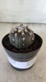 ASTROPHYTUM ASTERIAS “Purple”  Nº 821 – vaso 09 - Imagem 2