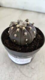ASTROPHYTUM ASTERIAS “Purple”  Nº 821 – vaso 09 - Imagem 9