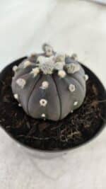 ASTROPHYTUM ASTERIAS “Purple”  Nº 821 – vaso 09 - Imagem 8