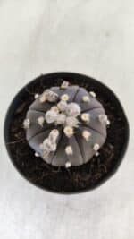 ASTROPHYTUM ASTERIAS “Purple”  Nº 821 – vaso 09 - Imagem 3