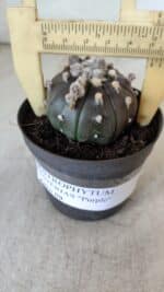 ASTROPHYTUM ASTERIAS “Purple”  Nº 821 – vaso 09 - Imagem 4