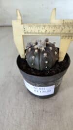 ASTROPHYTUM ASTERIAS “Purple”  Nº 821 – vaso 09 - Imagem 6