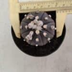 ASTROPHYTUM ASTERIAS “Purple”  Nº 821 – vaso 09