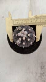 ASTROPHYTUM ASTERIAS “Purple”  Nº 821 – vaso 09