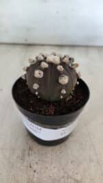 ASTROPHYTUM ASTERIAS “Purple”  Nº 822 – vaso 09 - Imagem 2