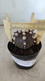 ASTROPHYTUM ASTERIAS “Purple”  Nº 822 – vaso 09 - Imagem 4