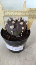 ASTROPHYTUM ASTERIAS “Purple”  Nº 822 – vaso 09 - Imagem 7