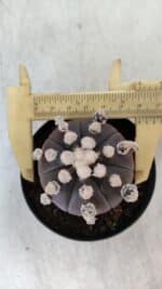 ASTROPHYTUM ASTERIAS “Purple”  Nº 822 – vaso 09