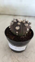 ASTROPHYTUM ASTERIAS “Purple”  Nº 822 – vaso 09 - Imagem 12