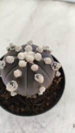 ASTROPHYTUM ASTERIAS “Purple”  Nº 822 – vaso 09 - Imagem 11