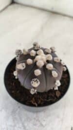 ASTROPHYTUM ASTERIAS “Purple”  Nº 822 – vaso 09 - Imagem 10
