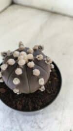 ASTROPHYTUM ASTERIAS “Purple”  Nº 822 – vaso 09 - Imagem 9