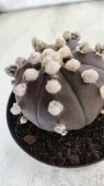 ASTROPHYTUM ASTERIAS “Purple”  Nº 822 – vaso 09 - Imagem 6