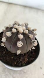 ASTROPHYTUM ASTERIAS “Purple”  Nº 822 – vaso 09 - Imagem 8