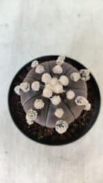 ASTROPHYTUM ASTERIAS “Purple”  Nº 822 – vaso 09 - Imagem 3