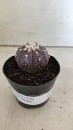 ASTROPHYTUM ASTERIAS “Purple”  Nº 824 – vaso 09 - Imagem 2