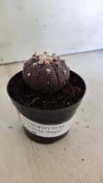 ASTROPHYTUM ASTERIAS “Purple”  Nº 824 – vaso 09 - Imagem 10