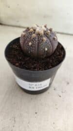 ASTROPHYTUM ASTERIAS “Purple”  Nº 824 – vaso 09 - Imagem 9