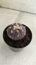 ASTROPHYTUM ASTERIAS “Purple”  Nº 824 – vaso 09 - Imagem 6