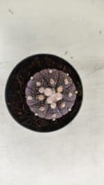 ASTROPHYTUM ASTERIAS “Purple”  Nº 824 – vaso 09 - Imagem 3