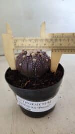 ASTROPHYTUM ASTERIAS “Purple”  Nº 824 – vaso 09 - Imagem 4