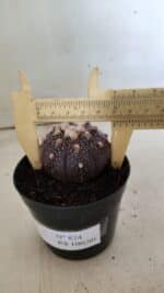 ASTROPHYTUM ASTERIAS “Purple”  Nº 824 – vaso 09 - Imagem 7