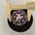 ASTROPHYTUM ASTERIAS “Purple”  Nº 824 – vaso 09