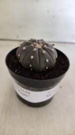 ASTROPHYTUM ASTERIAS “Purple”  Nº 825 – vaso 09 - Imagem 2