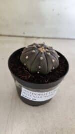 ASTROPHYTUM ASTERIAS “Purple”  Nº 825 – vaso 09 - Imagem 10