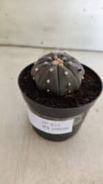 ASTROPHYTUM ASTERIAS “Purple”  Nº 825 – vaso 09 - Imagem 9