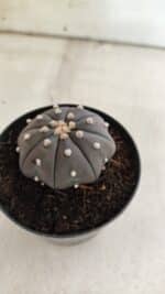 ASTROPHYTUM ASTERIAS “Purple”  Nº 825 – vaso 09 - Imagem 8