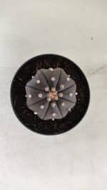 ASTROPHYTUM ASTERIAS “Purple”  Nº 825 – vaso 09 - Imagem 6