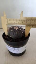 ASTROPHYTUM ASTERIAS “Purple”  Nº 825 – vaso 09 - Imagem 5