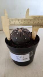 ASTROPHYTUM ASTERIAS “Purple”  Nº 825 – vaso 09 - Imagem 4