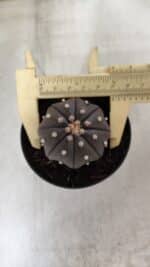 ASTROPHYTUM ASTERIAS “Purple”  Nº 825 – vaso 09