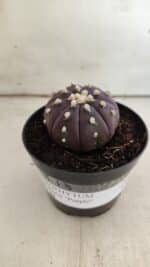 ASTROPHYTUM ASTERIAS “Purple”  Nº 826 – vaso 09 - Imagem 2