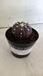ASTROPHYTUM ASTERIAS “Purple”  Nº 826 – vaso 09 - Imagem 10