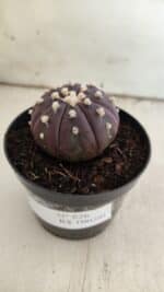 ASTROPHYTUM ASTERIAS “Purple”  Nº 826 – vaso 09 - Imagem 9