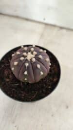 ASTROPHYTUM ASTERIAS “Purple”  Nº 826 – vaso 09 - Imagem 8