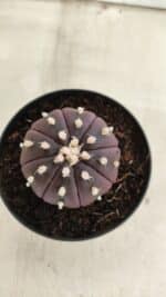 ASTROPHYTUM ASTERIAS “Purple”  Nº 826 – vaso 09 - Imagem 3