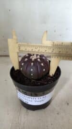 ASTROPHYTUM ASTERIAS “Purple”  Nº 826 – vaso 09 - Imagem 4