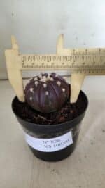 ASTROPHYTUM ASTERIAS “Purple”  Nº 826 – vaso 09 - Imagem 7