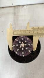 ASTROPHYTUM ASTERIAS “Purple”  Nº 826 – vaso 09