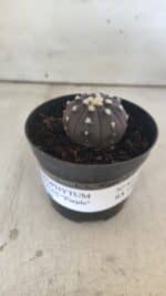 ASTROPHYTUM ASTERIAS “Purple”  Nº 827 – vaso 09 - Imagem 2