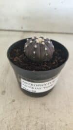 ASTROPHYTUM ASTERIAS “Purple”  Nº 827 – vaso 09 - Imagem 9