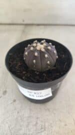 ASTROPHYTUM ASTERIAS “Purple”  Nº 827 – vaso 09 - Imagem 8