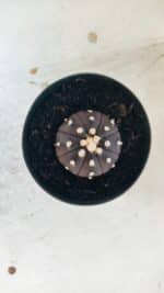 ASTROPHYTUM ASTERIAS “Purple”  Nº 827 – vaso 09 - Imagem 7