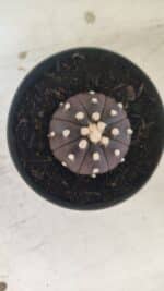 ASTROPHYTUM ASTERIAS “Purple”  Nº 827 – vaso 09 - Imagem 3